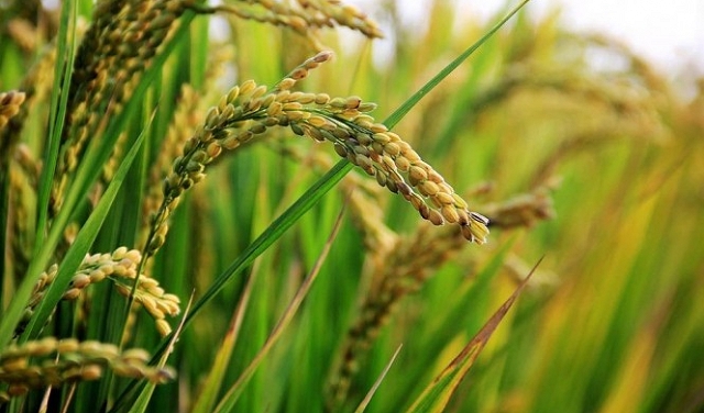 تطوير سلالة جديدة من الأرز مقاومة للتلوث
