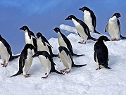 التغير المناخي: نفوق آلاف البطاريق في القطب الجنوبي