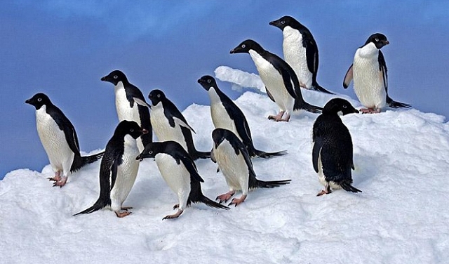 التغير المناخي: نفوق آلاف البطاريق في القطب الجنوبي