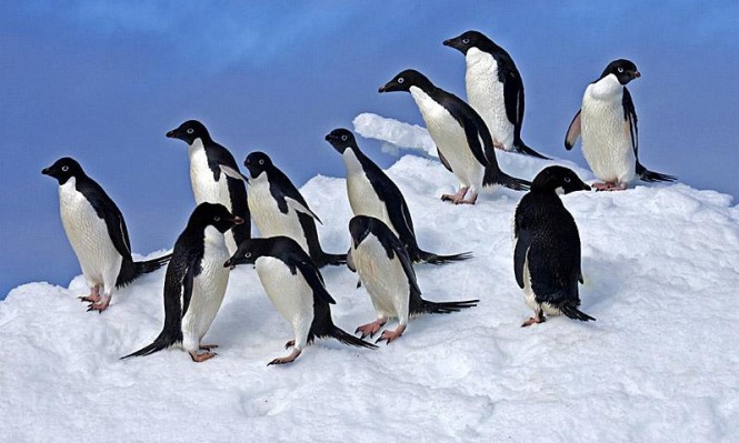 التغير المناخي نفوق آلاف البطاريق في القطب الجنوبي علوم وتكنولوجيا عرب 48