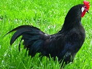تعرف على الدجاج الأسود: سعره بالذهب وبيضه بالفضة!