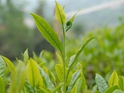 الشاي الأخضر يساهم بالوقاية من ألزهايمر