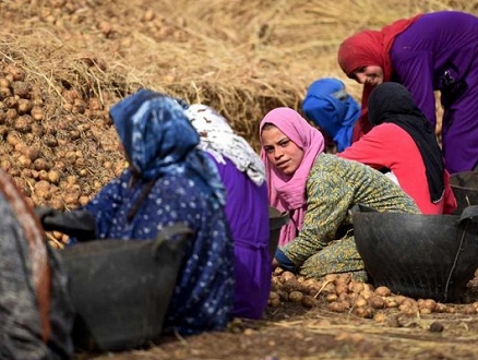 القرارات الحكومية المجحفة: آفة تصيب الزراعة في مصر