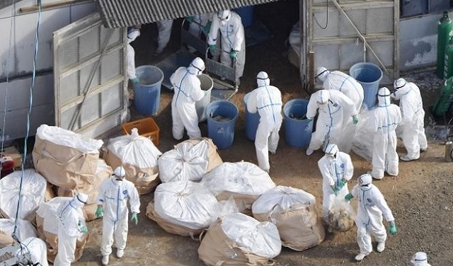 الصين: سلالة جديدة من إنفلونزا الطيور قد تتحول إلى وباء