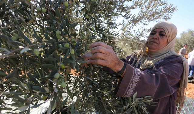 مستوطنون ينهبون ثمار الزيتون قرب رام الله ونابلس