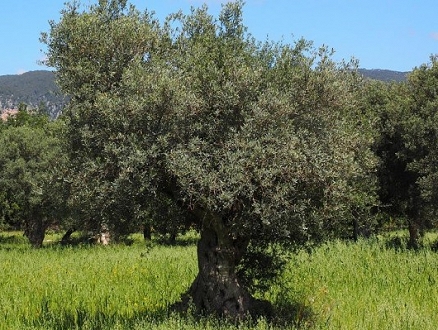 سرقوا زيتونه وطالبوه بإثبات ملكيته