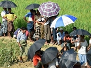 حكومة بورما تحصد حقول الروهينغا بعد تهجيرهم