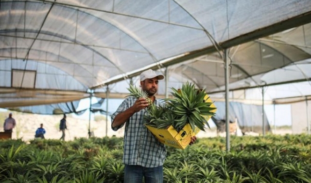 مزارعو غزة ينجحون بأول تجربة لزراعة الأناناس