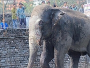 مصرع 5 فيلة في الهند بعد تصادم مع قطار