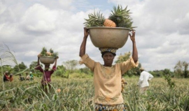 صغار المزارعين الأفريقيين: ضحايا الاحتباس الحراري والجوع
