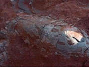 عمال بناء يكتشفون بيوض ديناصورات في الصين