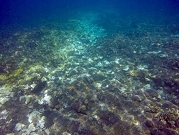 نجم البحر يلتهم الحاجز المرجاني العظيم في استراليا