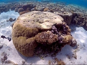 باحثون: التيارات الساخنة بالمحيطات تهدد حياة الشعاب المرجانية