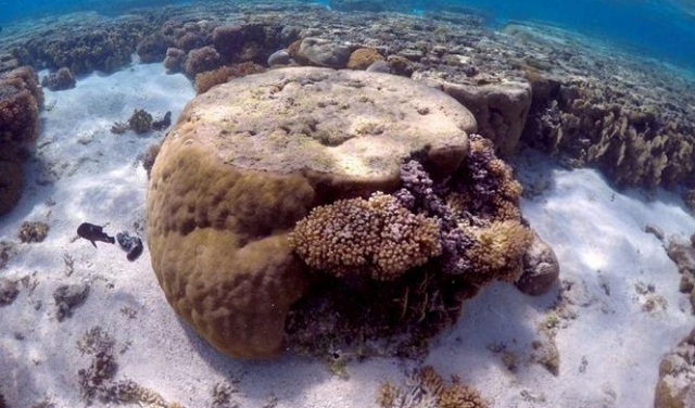 باحثون: التيارات الساخنة بالمحيطات تهدد حياة الشعاب المرجانية