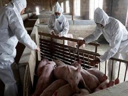 طاعون الخنازير يثير مخاوف المزارعين الألمان