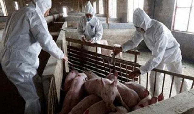 طاعون الخنازير يثير مخاوف المزارعين الألمان