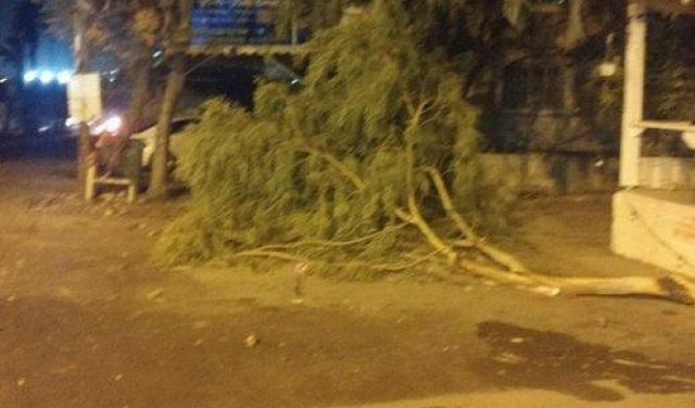 العاصفة تضرب البلاد: رياح عاتية واقتلاع أشجار وإغلاق شوارع