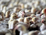 العراق: إعدام 218 ألف طائر بسبب انفلونزا الطيور