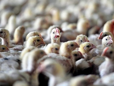 العراق: إعدام 218 ألف طائر بسبب انفلونزا الطيور