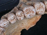اكتشاف أحفورة لأقدم إنسان حديث بمغارة في الكرمل