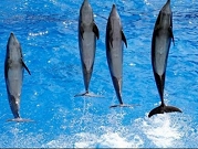 فرنسا: السماح بتربية الحيتان والدلافين بعد حظر لنصف عام