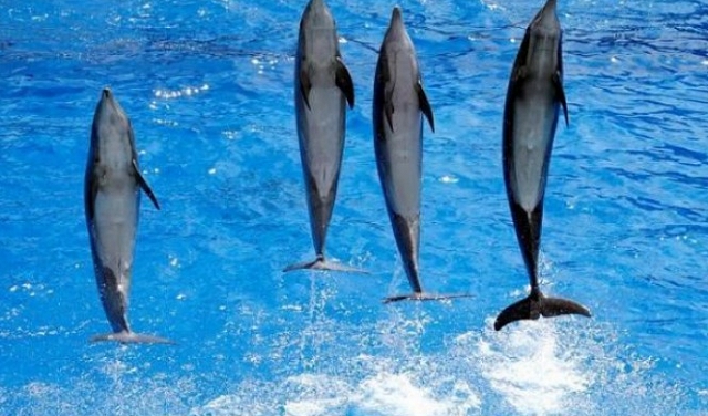 فرنسا: السماح بتربية الحيتان والدلافين بعد حظر لنصف عام