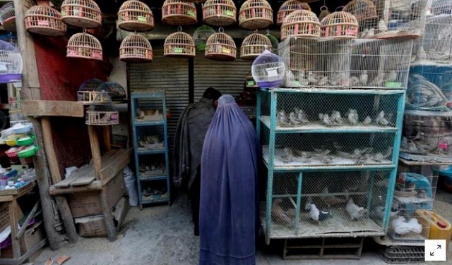 أجنحة الفرح... سوق للطيور ينسي الأفغان عقود الحروب