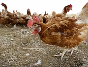 بسبب إنفلونزا الطيور: إيران تعدم 25 مليون دجاجة