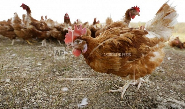 بسبب إنفلونزا الطيور: إيران تعدم 25 مليون دجاجة
