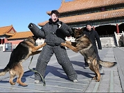 في "عام الكلب": لا إجازات للكلاب في المدينة المحرمة بالصين   