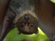 باحثون يكشفون الخريطة الجينية للخفافيش مصاصة الدماء