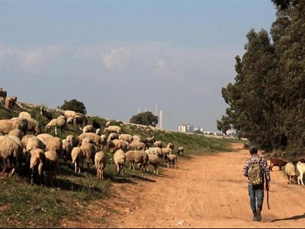 مربو المواشي في النقب: الدولة تحارب مصادر رزقنا