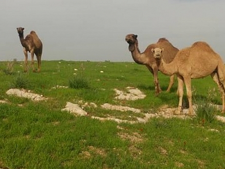 الزبارقة: الإبل موجودة في النقب قبل المستوطنين الجدد وستظل