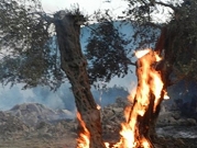 مستوطنون يحرقون 30 دونما من المحاصيل الزراعية جنوب الخليل