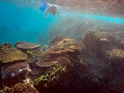 اكتشاف منطقة غامضة بالبحر الكاريبي تحوي أسماكًا غير معروفة