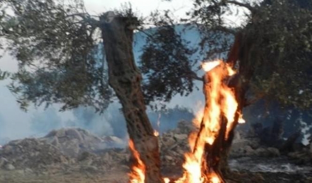 الاحتلال يحرق مزروعات غرب نابلس