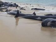 نفوق عدد كبير من الحيتان بعد جنوحها لشاطئ بأستراليا