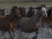 خيول بريّة تعيش في سفوح جبل "أرجبيس" بولاية قيصري وسط تركيا