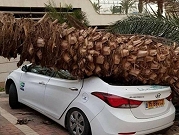 الرياح الشديدة تقتلع الأشجار وتتسبب بأضرار للسيارات