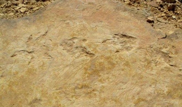 اكتشاف آثار نادرة لأقدام ديناصورات على جزيرة سكاي الأسكتلندية
