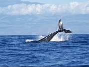 "الحوت الأزرق" يدفع العشرات للانتحار