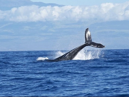 "الحوت الأزرق" يدفع العشرات للانتحار