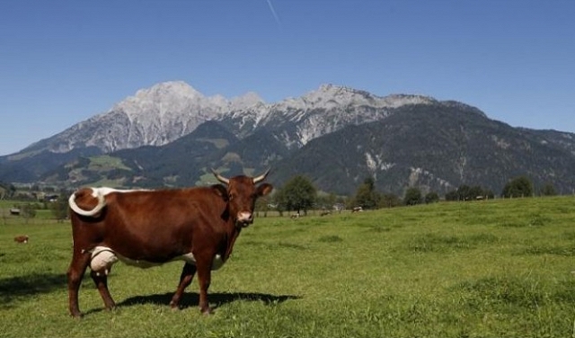 قد تُصبح الأبقار أكبر الثدييات حجما خلال قرون قليلة