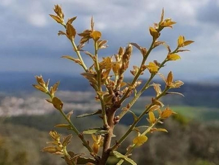 حالة الطقس: غائم جزئيا وأمطار محلية حتى ساعات الظهر