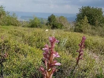 حالة الطقس: حار وغائم جزئيا