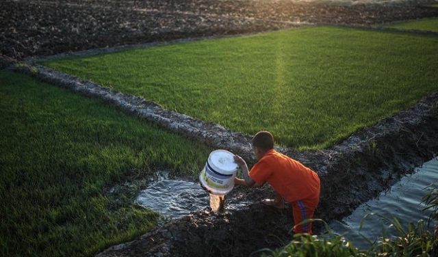 مصر: سن قانون قد يقضي على زراعة الرز بالبلاد
