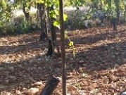مستوطنون "يعدمون" 700 شجرة عنب قُرب الخليل