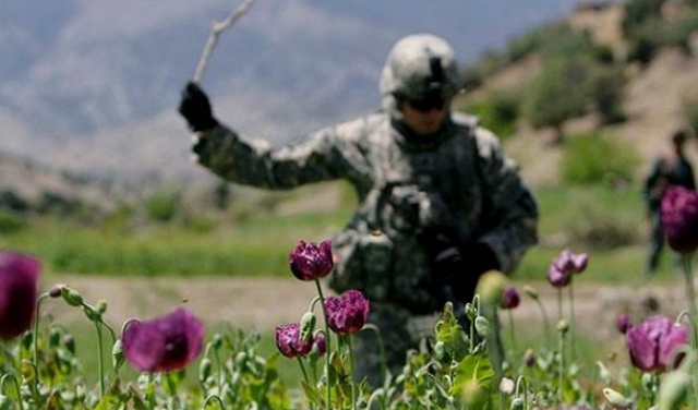 أفغانستان: 6.6 مليار دولار قيمة الأفيون للعام الماضي 