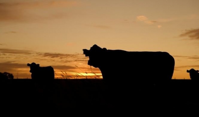 610 مليون دولار ستُنفقها نيوزيلندا لاستئصال مرض يُصيب الماشية