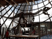 هيكل ديناصور من سلالة جديدة يُباع بأكثر من مليوني دولار